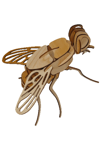 Maqueta armada de rompecabezas 3D en madera de una mosca cortada con tecnología láser.