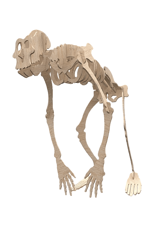 Rompecabezas 3D Esqueletos Prehistóricos & Primate Rompecabezas 3D en madera cortada a láser de esqueleto anatómico de gorila.