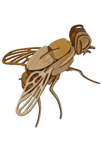 Maqueta armada de rompecabezas 3D en madera de una mosca cortada con tecnología láser.